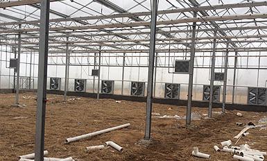 大棚风机香蕉APP免费入口